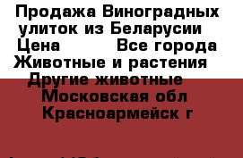 Продажа Виноградных улиток из Беларусии › Цена ­ 250 - Все города Животные и растения » Другие животные   . Московская обл.,Красноармейск г.